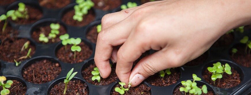 szkolna pracownia ekologiczna, klasopracownia ekologiczna